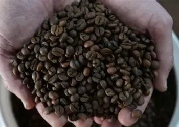 Exportações de café do Espírito Santo crescem 29% em agosto