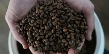 Exportações de café do Espírito Santo crescem 29% em agosto