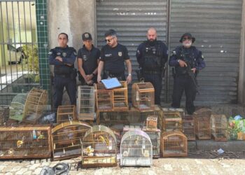 Pássaros silvestres são apreendidos em feira no ES