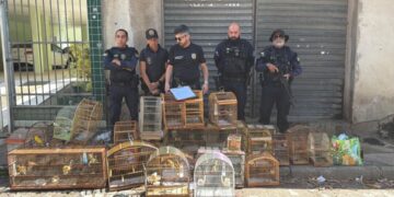 Pássaros silvestres são apreendidos em feira no ES